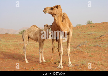 Ein Kamel mit ihrem Kalb in der Nähe von Wadi Al Faya, im Emirat Sharjah in den Vereinigten Arabischen Emiraten. Stockfoto