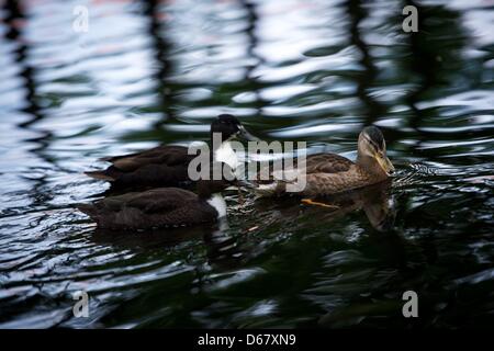 Enten auf dem Teich am Hofgarten ("Court Gardens") in Bayreuth, Deutschland, 27. Juni 2012. Foto: David Ebener Stockfoto