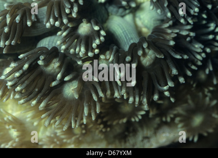 Flower Pot Coral) Goniopora SP., Indo-Pazifischer Ozean Stockfoto