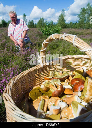 () - ein Dpa-Datei Bild vom 24. August 2008 zeigt einen Mann und seine reiche Pilz-Ernte auf Reicherskreuzer Heide in der Nähe von Neuzelle, Deutschland. Aufgrund der idealen Wetterbedingungen kommt 2012 Pilzsammler Saison früh. Foto: Patrick Pleul Stockfoto