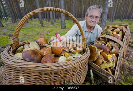 (Datei) - ein Dpa-Datei Bild datiert 5. September 2008 zeigt einen Mann und seine Mushrom in der Nähe von Frankfurt (Oder), Deutschland zu ernten. Aufgrund der idealen Wetterbedingungen kommt 2012 Pilzsammler Saison früh. Foto: Patrick Pleul Stockfoto