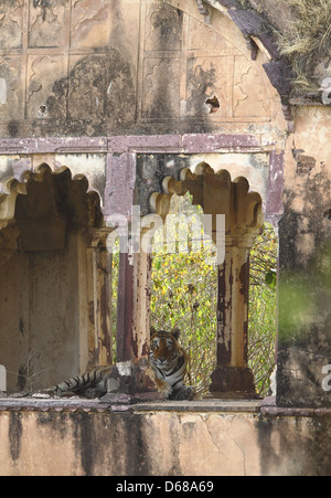 Royal Bengal Tiger in Rajbagh Palast des Ranthambhore National Park in Indien Stockfoto