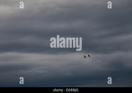 Zwei Krähen sitzen auf einer Hochspannungsleitung vor einem wolkigen Himmel in der Nähe von Huttenwang, Deutschland, 8. Juli 2012. Foto. Karl-Josef Hildenbrand Stockfoto