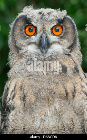 Eine eurasische Adler-Eule (Bubo Bubo) schaut in die Kamera bei einem Fototermin im Zoo in Stralsund, Deutschland, 6. Juli 2012. Das Flüggewerden ist etwa drei Monate alt und wird von hand ausgelöst. Der Zoo in Stralsund beherbergt derzeit 800 Tiere auf einer Fläche von 16 Hektar. Foto: Stefan Sauer Stockfoto