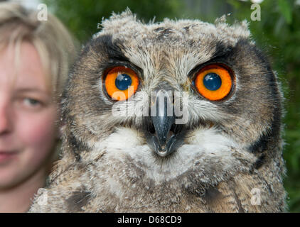 Tierpfleger Anja Herrmann präsentiert eine eurasische Adler-Eule (Bubo Bubo) während ein Fotomotiv im Zoo in Stralsund, Deutschland, 6. Juli 2012. Das Flüggewerden ist etwa drei Monate alt und wird von hand ausgelöst. Der Zoo in Stralsund beherbergt derzeit 800 Tiere auf einer Fläche von 16 Hektar. Foto: Stefan Sauer Stockfoto