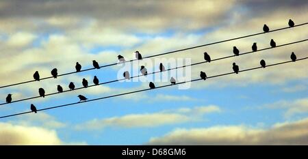 (Dpa-Datei) - ein Datei-Bild datiert 11. Oktober 2003 zeigt Vögel sitzen auf Stromleitungen in Lieberose, Deutschland. Hunderte von Vögel sterben durch Stromschlag jedes Jahr. Foto: Patrick Pleul Stockfoto