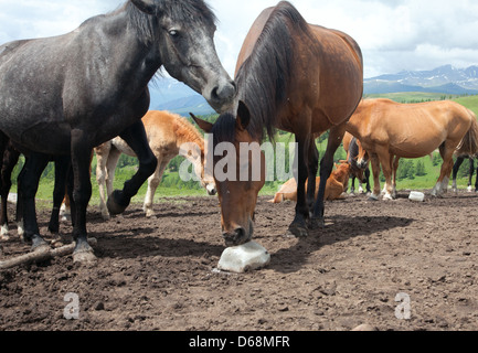 Pferd leckt Steinsalz auf der Alm Stockfoto