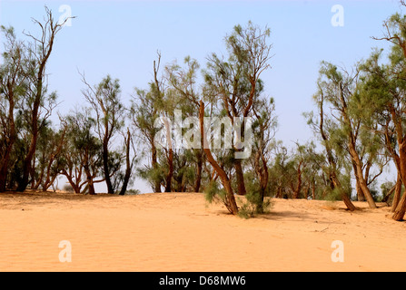 Israel, Negev Wüste Tamarix (Tamarisken, Salz Zeder) Bäume Stockfoto