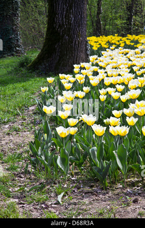 Tulpen - Jaap Groot Sorten Stockfoto