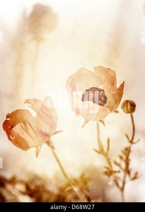 Schöne Grunge Foto von Mohn Blumen, blumige Wiese, Retro-Stil Bild, Frühling Natur, altes Vintage Bild Stockfoto