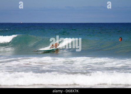 Surfer-Hund. Hund allein auf einem Surfbrett Surfen. Fuerteventura Kanarische Inseln Stockfoto