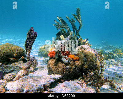 Hirnkoralle mit bunten Röhrenschwämmen in flachen Gewässern der Karibik, Mexiko Stockfoto