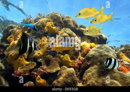 Bunte tropische Fische in einem seichten Korallenriff mit Schwämmen und marinen Würmer, Karibik Stockfoto