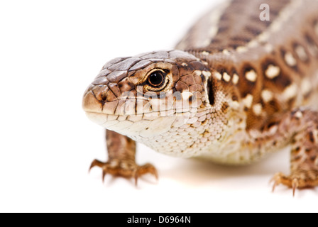 Lacerta Agilis. Sand-Eidechse auf weißem Hintergrund Stockfoto