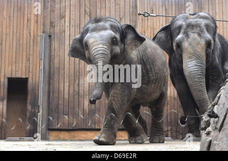 Der Elefanten-Junge namens Rashmi, Acconpanied von der Mutter Johti, feierte ihren zweiten Geburtstag am 12. April im Zoo Ostrava, Tschechische Republik, die Feier fand am 13. April 2013. (Foto/Jaroslav Ozana CTK) Stockfoto