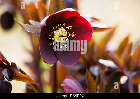 Fotografiert in einem englischen Garten in Frühlingssonne Helleborus Stockfoto