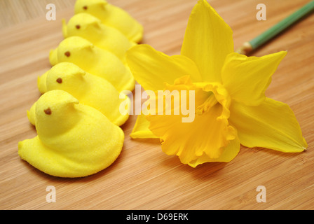 Gelbe guckt mit einer Narzisse Stockfoto