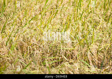 Goldene Reisfeld in Thailand Land Stockfoto