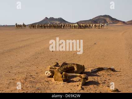 Tote Kamel vor einer Herde zu Ägypten, Dongola, Sudan Stockfoto