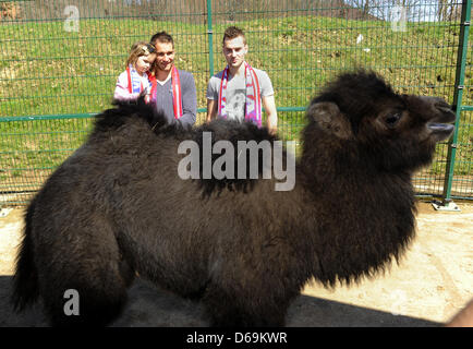 Baktrischen Kamel (Camelus Bactrianus) Junge namens Victor nach FC Viktoria Plzen-Club mit den Spielern Marek Bakos (links) und Radim Reznik während einer Taufe in Pilsen, Tschechische Republik, 15. April 2013 gesehen. (CTK Foto/Petr Eret) Stockfoto