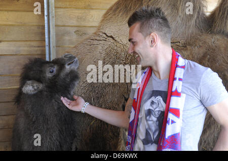 Baktrischen Kamel (Camelus Bactrianus) Junge namens Victor nach FC Viktoria Plzen-Club mit dem Player Radim Reznik während einer Taufe in Pilsen, Tschechische Republik, 15. April 2013 gesehen. (CTK Foto/Petr Eret) Stockfoto