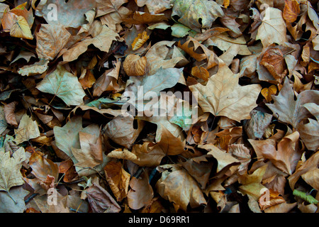 Haufen von getrockneten Blätter im Herbst Stockfoto