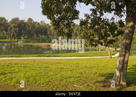 Teich im Park mit Eucalyptus.Park Afek, Zentrum von Israel Stockfoto