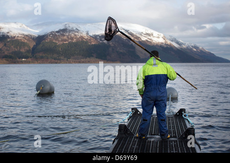 Worker bei Lachsfarm im ländlichen See Stockfoto