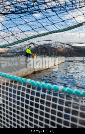 Worker bei Lachsfarm im ländlichen See Stockfoto