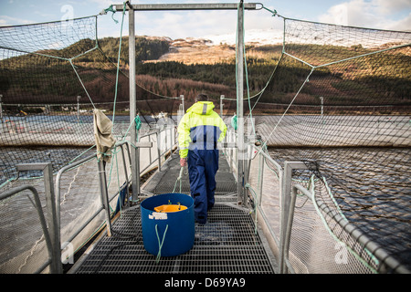 Worker bei Lachsfarm im ländlichen See Stockfoto