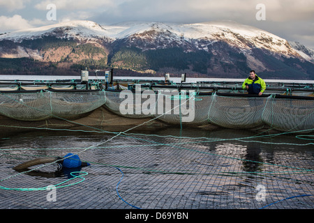 Worker bei Lachsfarm im ländlichen See Stockfoto