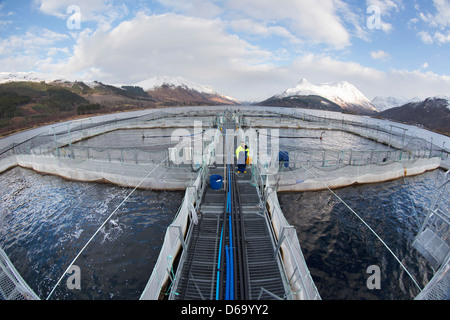 Arbeitnehmer bei der Lachsfarm im ländlichen See Stockfoto