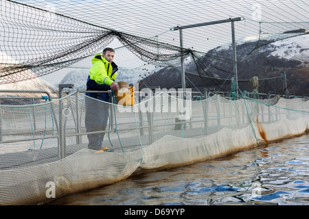 Worker bei Lachsfarm im ländlichen See Stockfoto