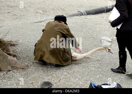 Windermere, Cumbria. UK, 15. April 2013. Tagging, Geschlechtsbestimmung und wiegt der Cygnets und Schwäne am Lake Windermere in Cumbria, UK. Bildnachweis: Mathew Monteith/Alamy Live-Nachrichten. Hinweis: Rechtschreibung von Mathew ist korrekt Stockfoto