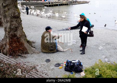 Windermere, Cumbria. UK, 15. April 2013. Tagging, Geschlechtsbestimmung und wiegt der Cygnets und Schwäne am Lake Windermere in Cumbria, UK. Bildnachweis: Mathew Monteith/Alamy Live-Nachrichten. Hinweis: Rechtschreibung von Mathew ist korrekt Stockfoto