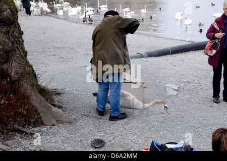 Windermere, Cumbria. UK, 15. April 2013. Tagging, Geschlechtsbestimmung und wiegt der Cygnets und Schwäne am Lake Windermere in Cumbria, UK. Bildnachweis: Mathew Monteith/Alamy Live-Nachrichten. Hinweis: Rechtschreibung von Mathew ist korrekt Stockfoto