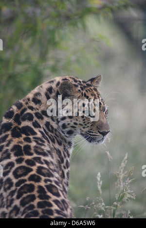 Leopard Stockfoto