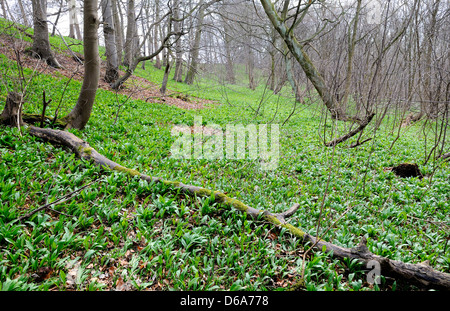 Bärlauch-Pflanzen auf dem Waldboden grün mit ihren Blättern. Stockfoto