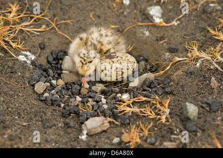 Norwegen, Svalbard-Archipel, Spitsbergen, Longyearbyen. Ein Neugeborenes Küstenseeschwalbe Sterna Paradisaea Küken schläft in seinem nest Stockfoto