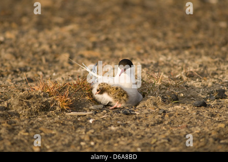 Norwegen, Svalbard-Archipel, Spitsbergen, Longyearbyen. Küstenseeschwalbe, Sterna Paradisaea, Erwachsene mit Neugeborenen Küken Stockfoto