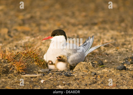 Norwegen, Svalbard-Archipel, Spitsbergen, Longyearbyen. Küstenseeschwalbe, Sterna Paradisaea, Erwachsene mit Neugeborenen Küken Stockfoto