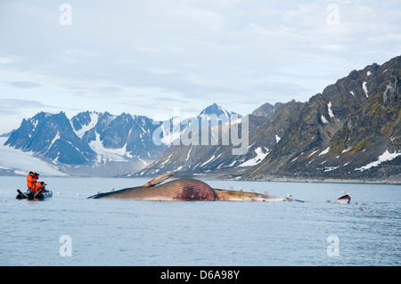 Norwegen, Svalbard-Archipel Spitzbergen. Zodiac Boote voller Touristen fotografieren den Kadaver ein Finnwal Balaenoptera Stockfoto