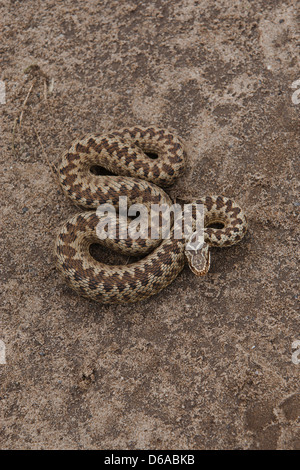 Vipera berus - overhead Bild der weiblichen Addierer mit Kopf gewickelten angehoben. Stockfoto