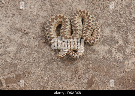 Vipera berus - overhead Bild der weiblichen Addierer mit Kopf gewickelten angehoben. Stockfoto