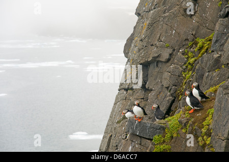 Atlantischer Papageientaucher Fratercula arctica Erwachsene auf einer Klippe Norwegen Svalbard Archipel Spitzbergen Sassenfjorden Stockfoto