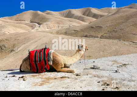 Ein Kamel in der Wüste Stockfoto