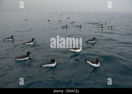 Norwegen, Svalbard-Archipel Spitzbergen. Herde von Brunnichs Trottellummen, Uria Lomvia, entlang der Küste schwimmen. Stockfoto