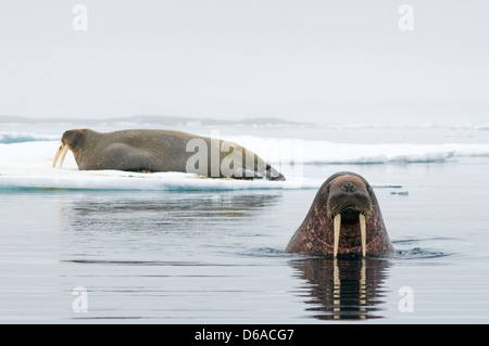 Grönlandsee, Norwegen, Svalbard-Archipel Spitzbergen. Walross, Odobenus Rosmarus, einem Erwachsenen ruht auf einer Eisscholle als andere Stockfoto