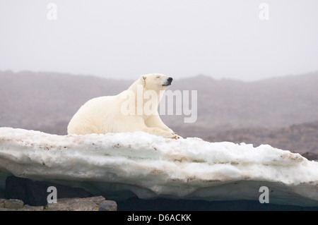 Eisbär Ursus maritimus Bär ruht auf Eis entlang der Küste im Sommer Norwegen Svalbard Archipel Spitzbergen. Stockfoto