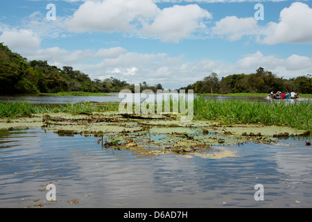 Brasilien, Amazonas, Valeria River, Boca da Valeria. Riese Amazon Lily Pads, Touristen in lokalen Kanu Sightseeing. Stockfoto